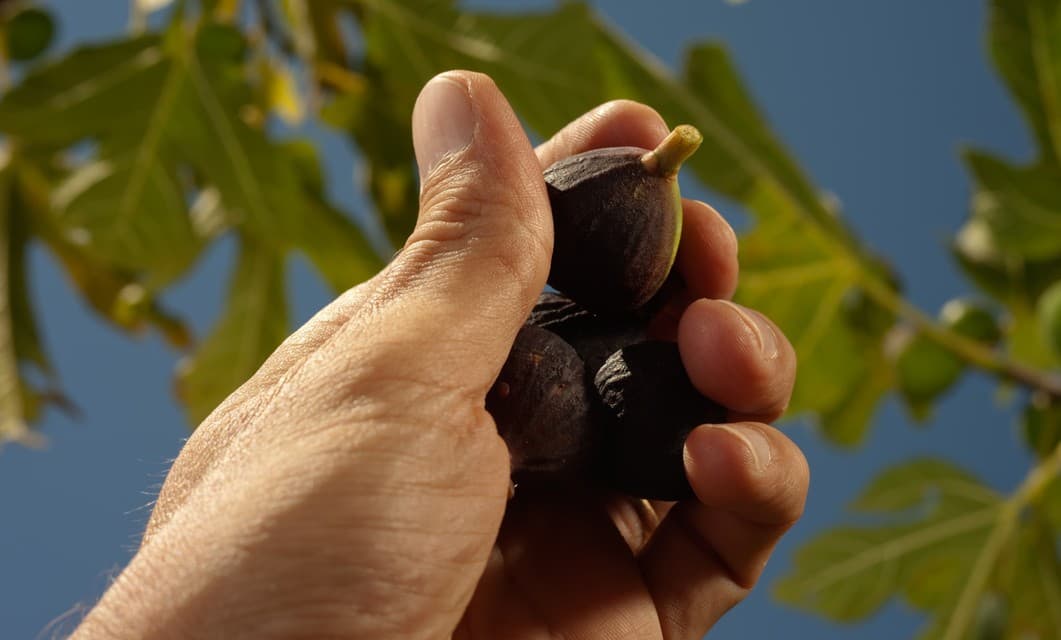 Consejos para cultivar higos en casa