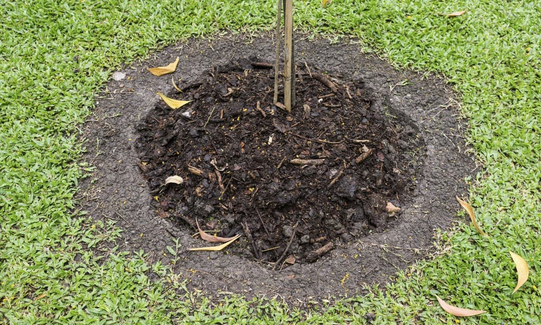 Consejos para cultivar manzanas