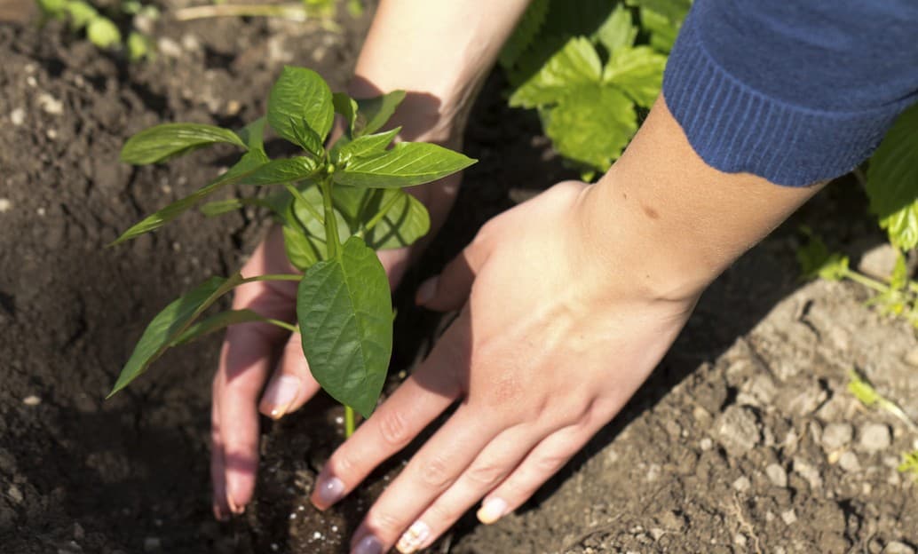 Consejos para cultivar pimientos en casa