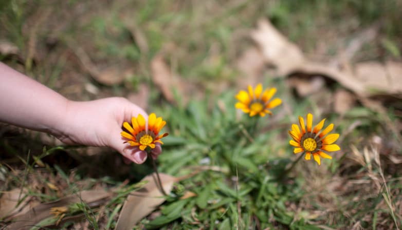 5 herbicidas naturales para un jardín ecológico