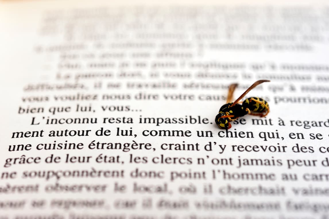 Consejos para eliminar plagas de insectos de los libros viejos