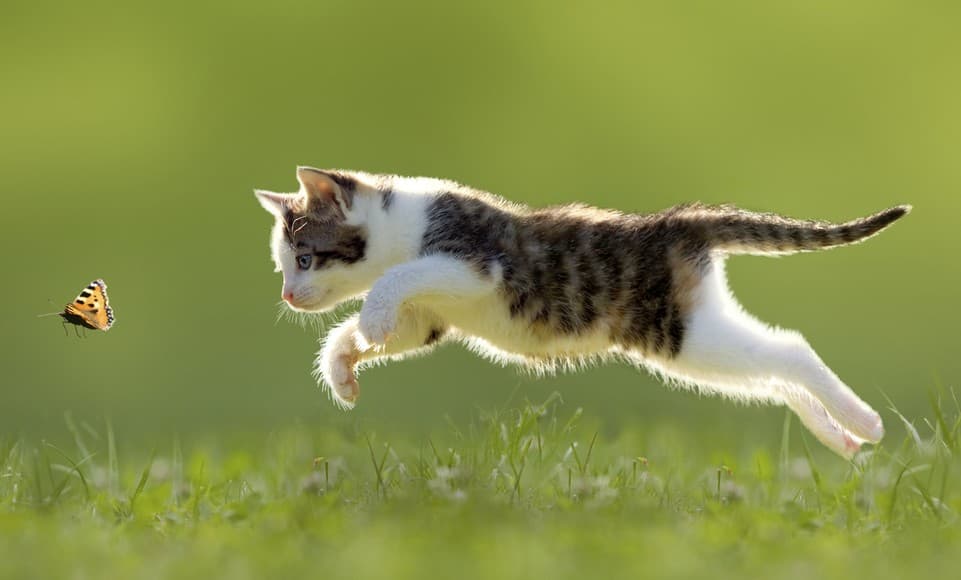 3 trucos para mantener a tu gato entretenido