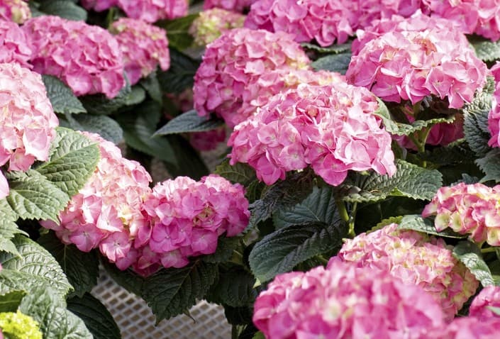 Cuándo se podan las hortensias