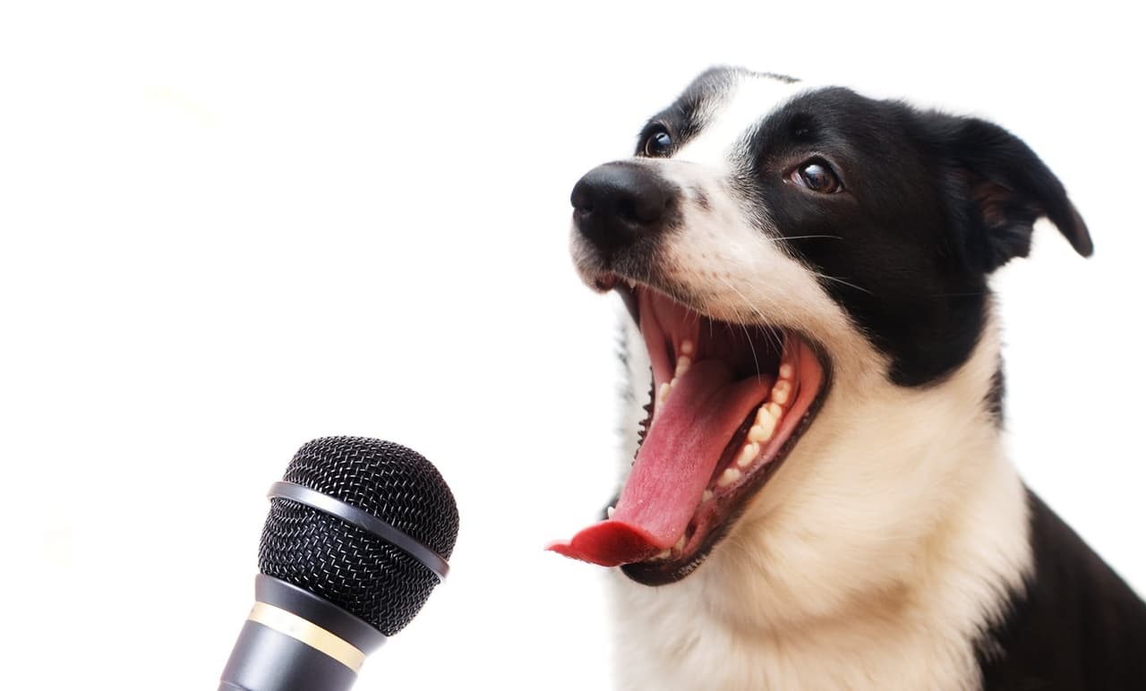 ¿Cuántas palabras entienden los perros?