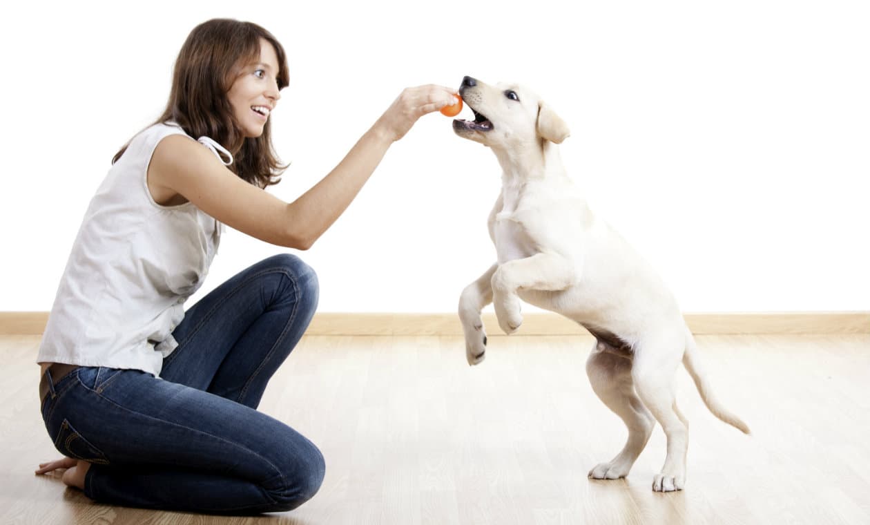 Descubre cuál es la mejor mascota para ti según tu signo