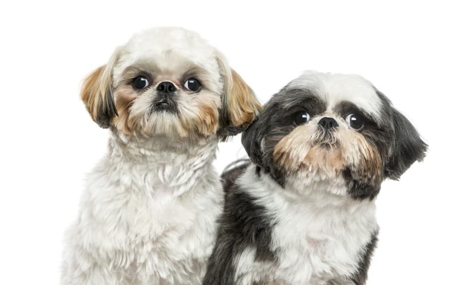 El período de celo en las perras