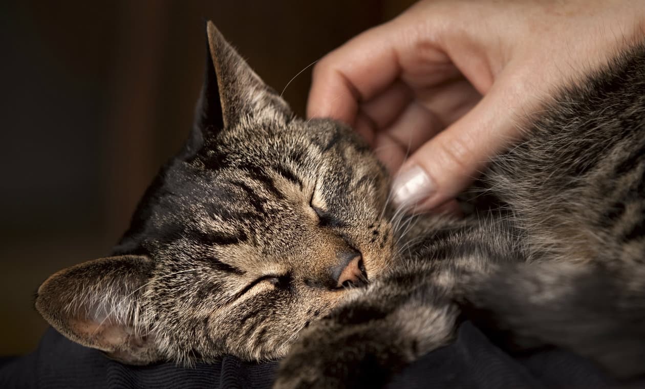 ¿Cómo acariciar a un gato? ¡Los científicos lo explican!