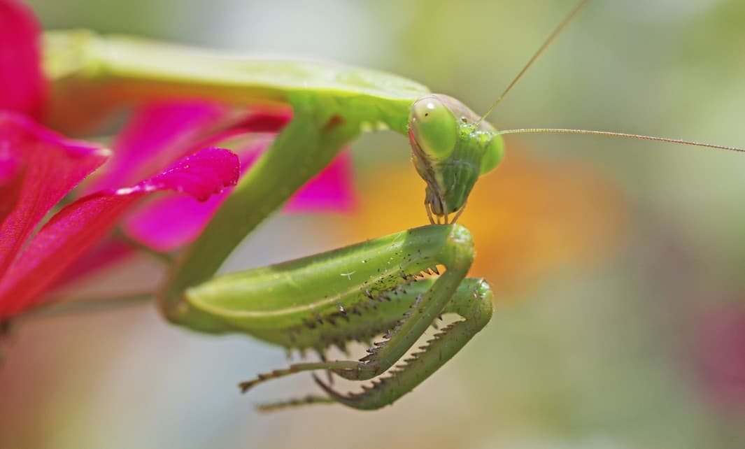 Insectos beneficiosos para el jardín