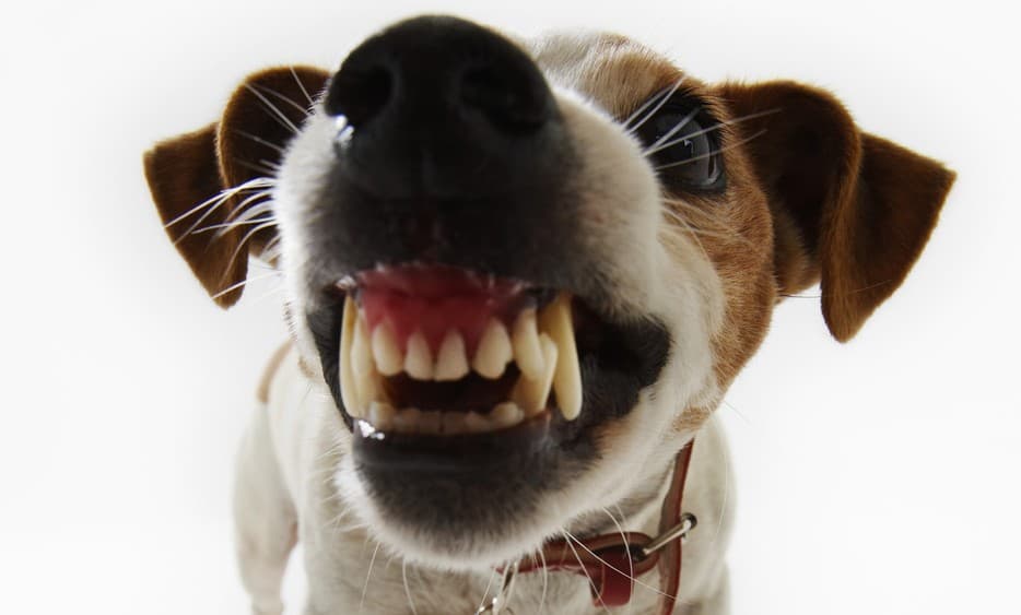 6 momentos en los que confundes a tu perro sobre cuándo es tiempo de jugar