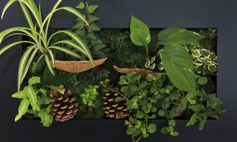 Las mejores plantas para casas oscuras