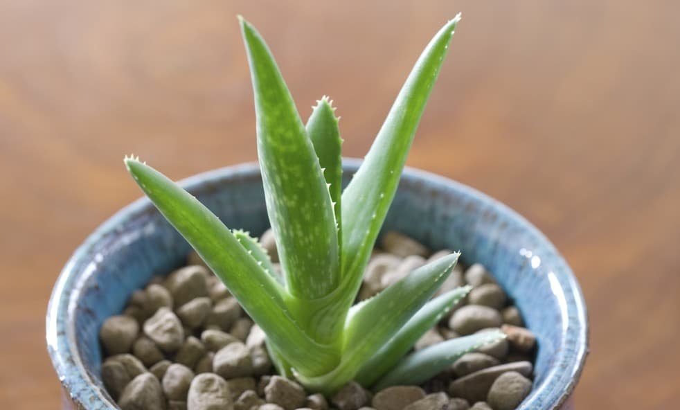Las mejores plantas para tener en casa