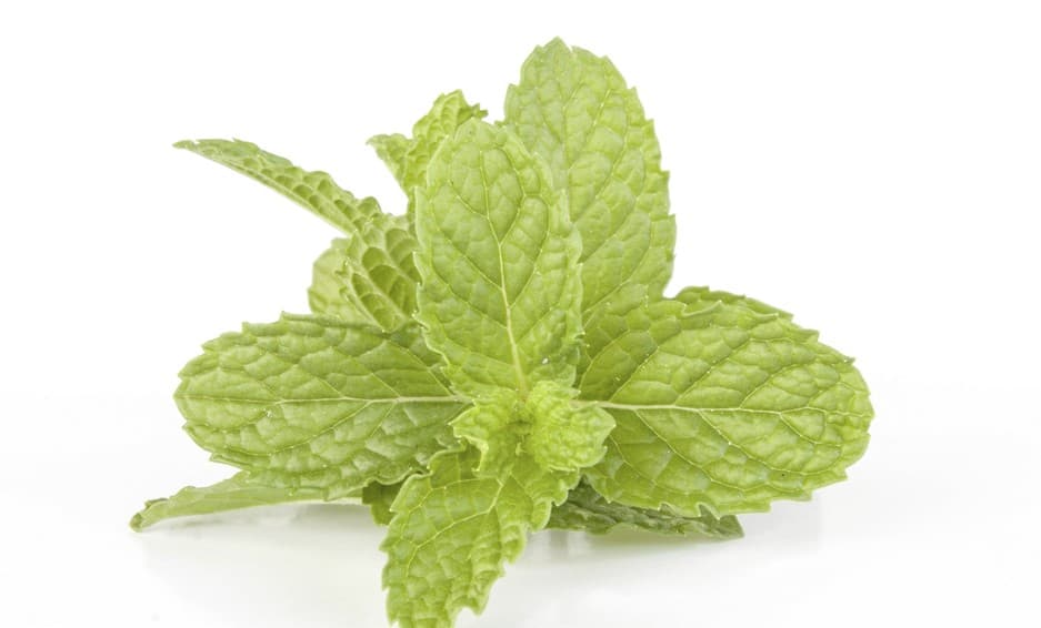 Las plantas de té más cultivadas en casa