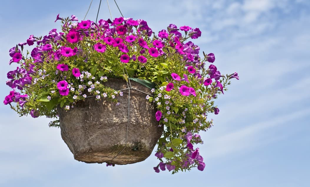 Los cuidados que las plantas colgantes se merecen