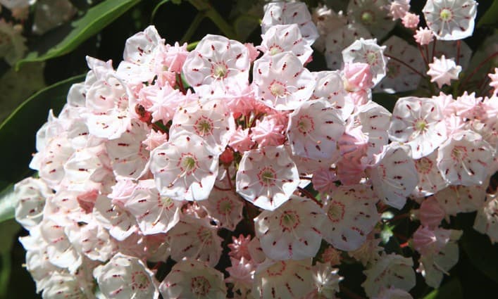 ¿Cuáles son los mejores arbustos para plantar en el jardín?