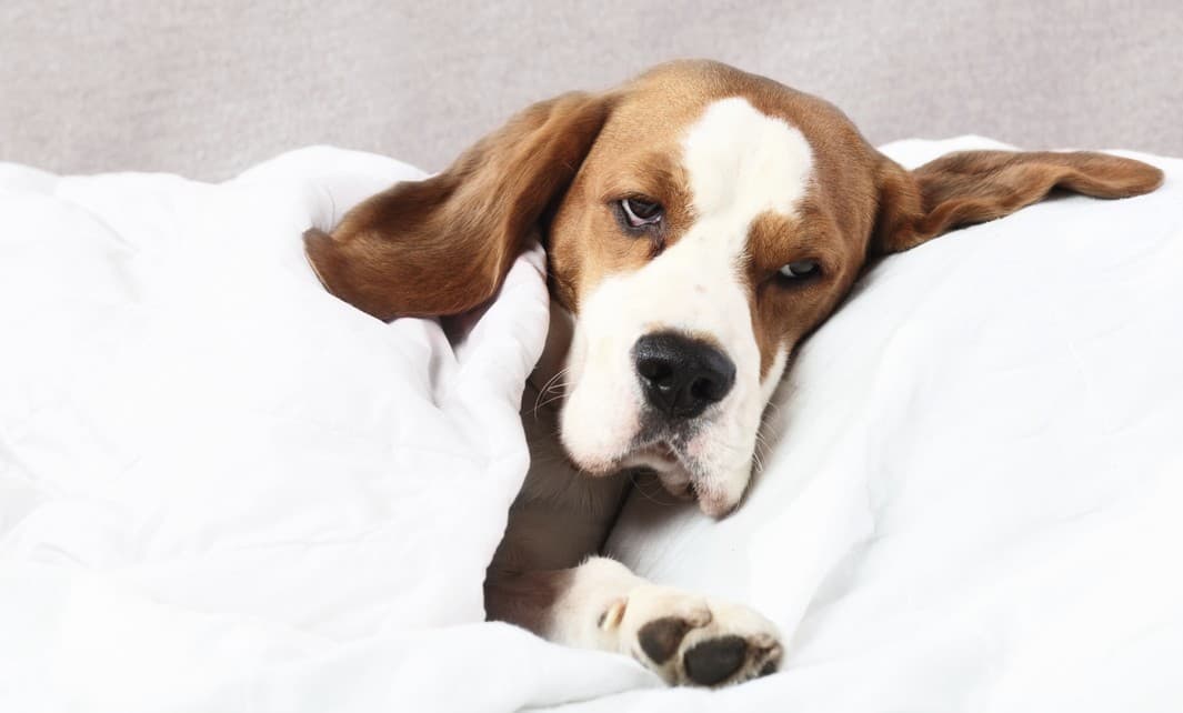 ¿Los perros pueden enfermar del virus del Ébola?