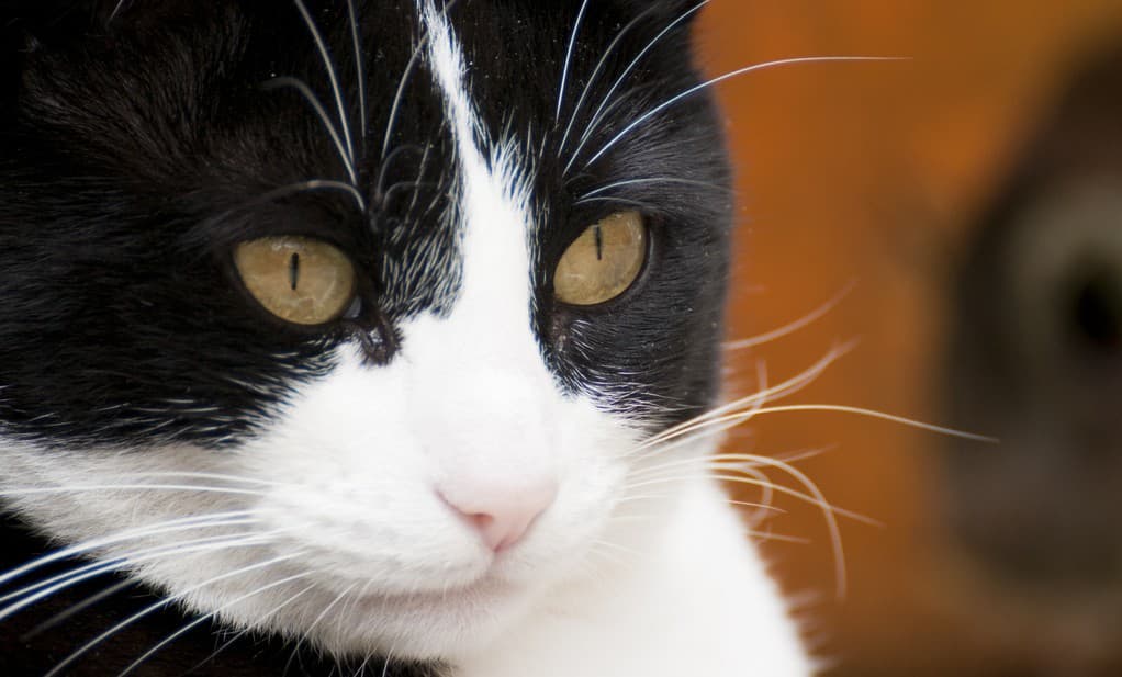 ¿Para qué le sirven al gato sus bigotes?