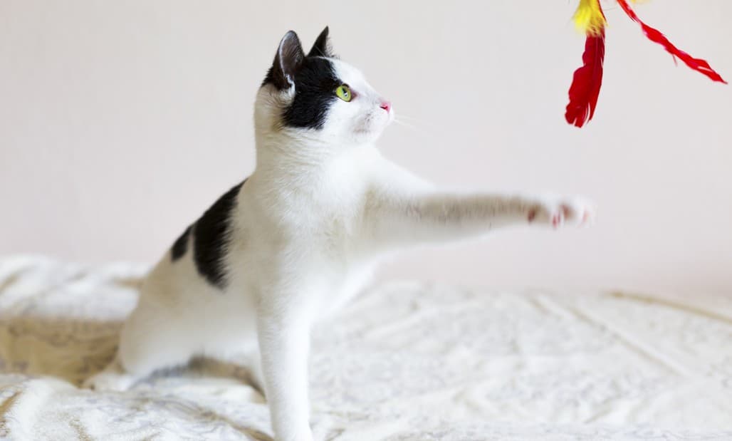 ¿Cómo se divierten los gatos?