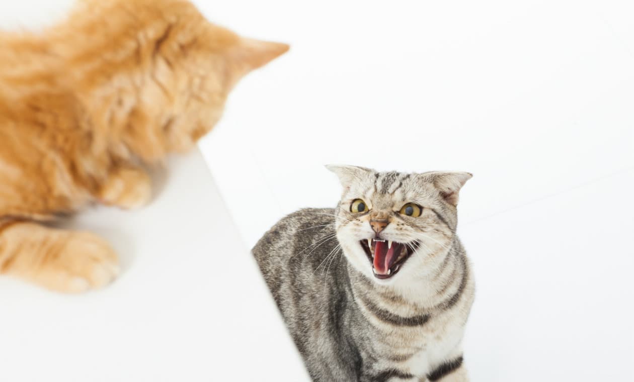 ¿Por qué los gatos frotan su cabeza contra todo?