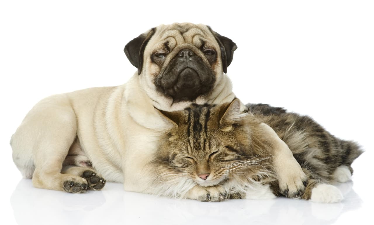 7 tiernos momentos que demuestran que la amistad entre perro y gato es posible
