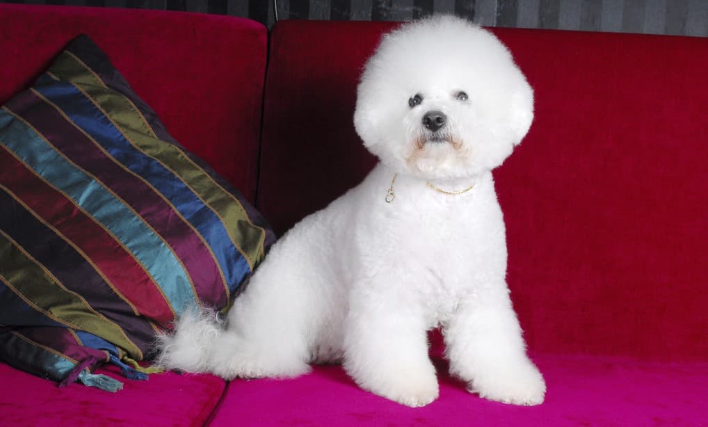 Razas de perros: Bichón Frisé