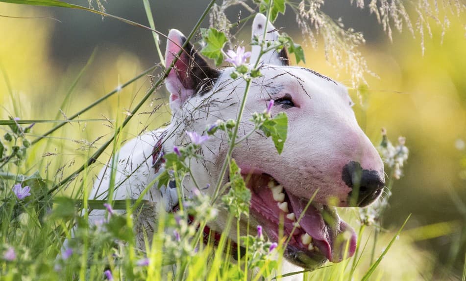 Razas de perros: Bull Terrier