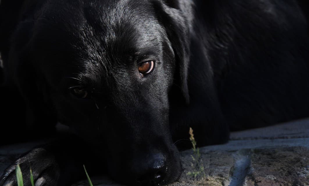 Sedantes para perros, ¿si o no?