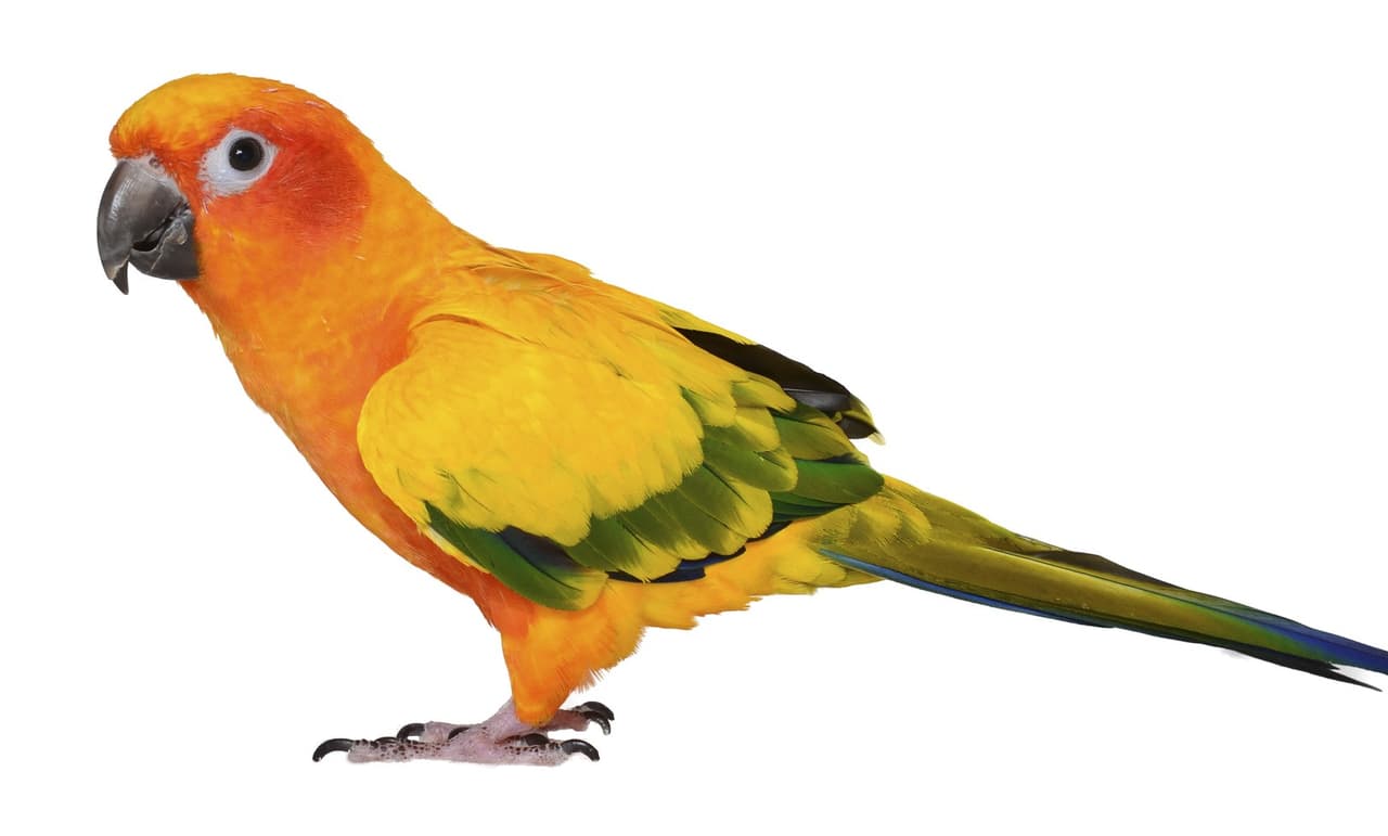 Tips de nutrición para aves