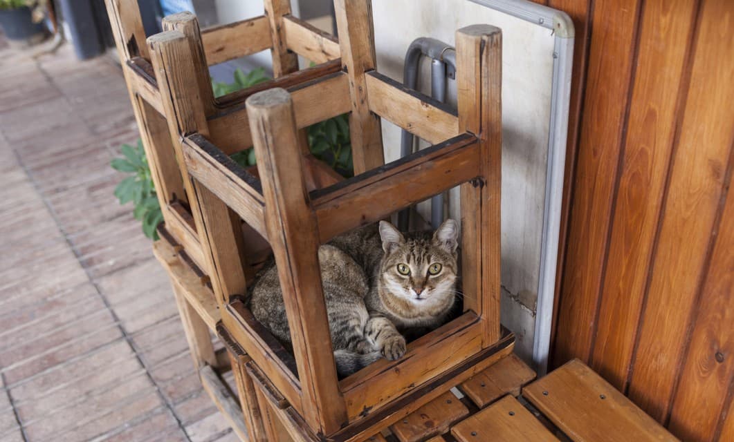 Tips para convertir un gato callejero en una mascota