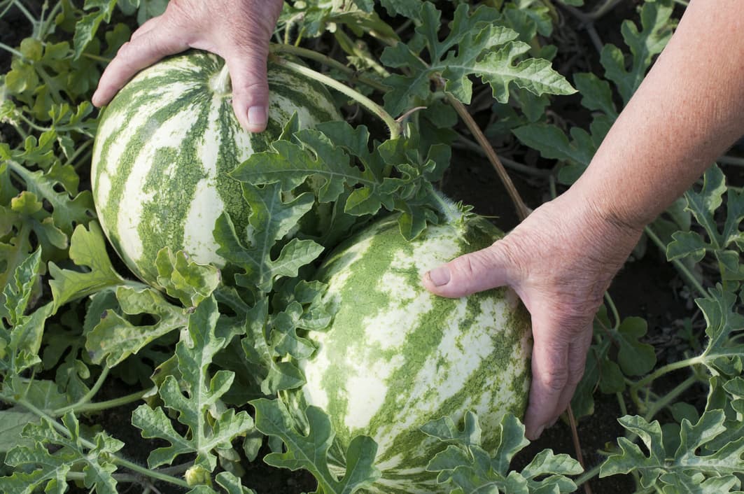 ¿Por qué algunas sandías no tienen semillas?