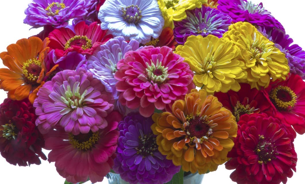 TOP 10: Las flores que tardan más en marchitarse