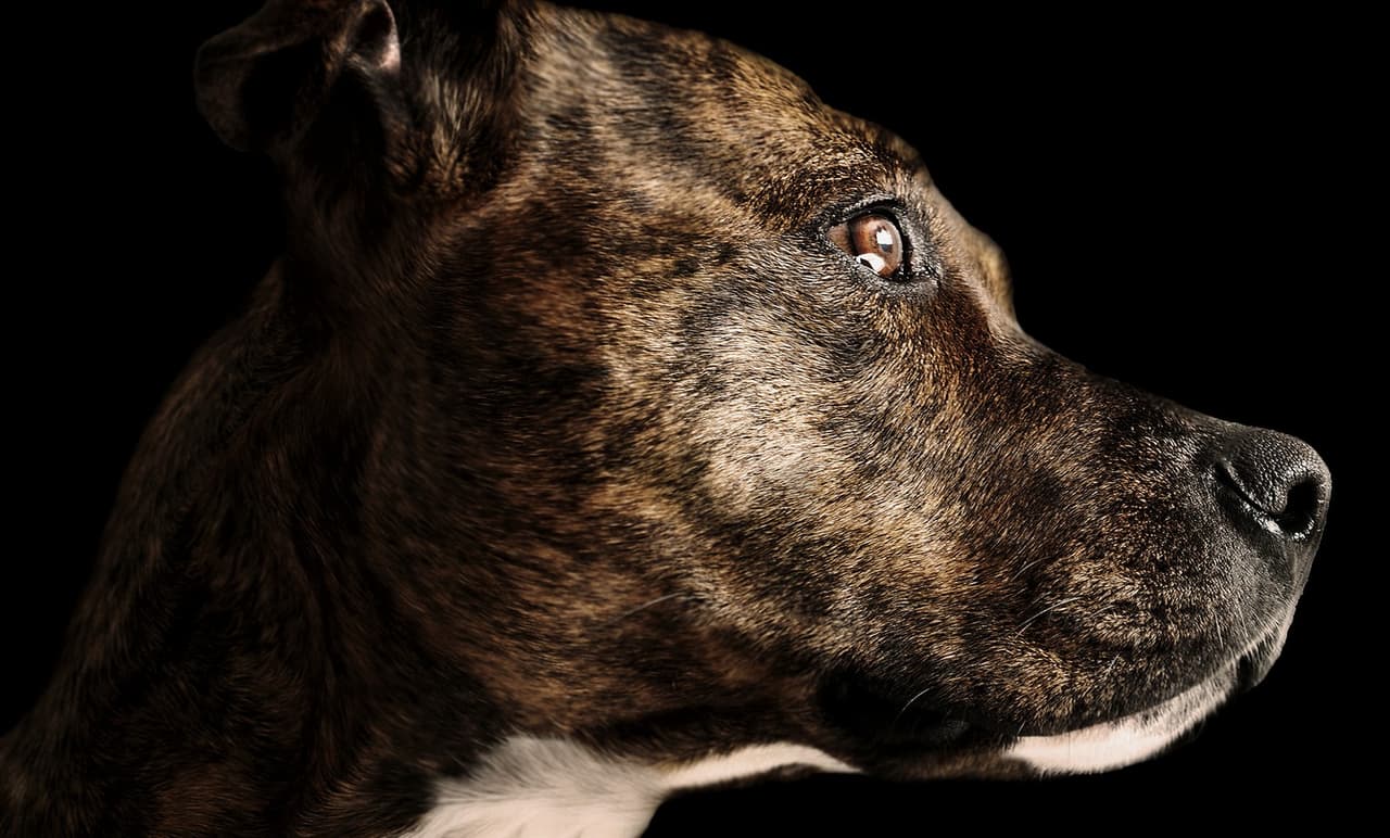 TOP 10: Las peores razas de perros para dueños principiantes