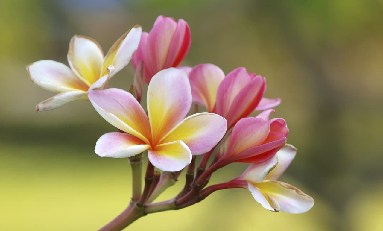 Top 5 flores que mejor huelen