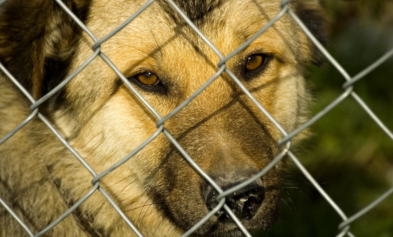 Transforma tu casa en un hogar de acogida para mascotas