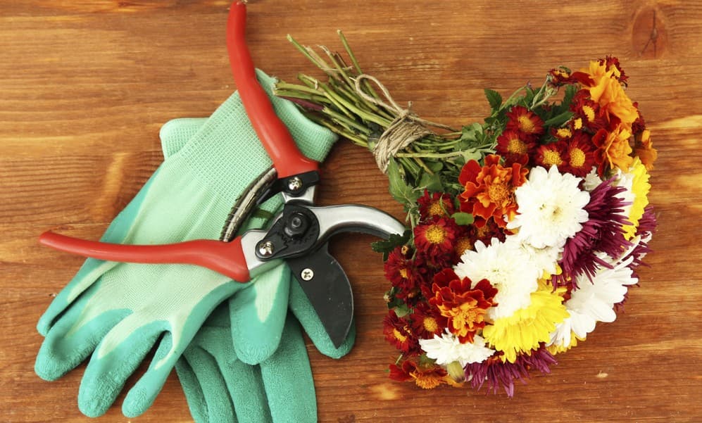 7 secretos que las florerías NO quieren que sepas