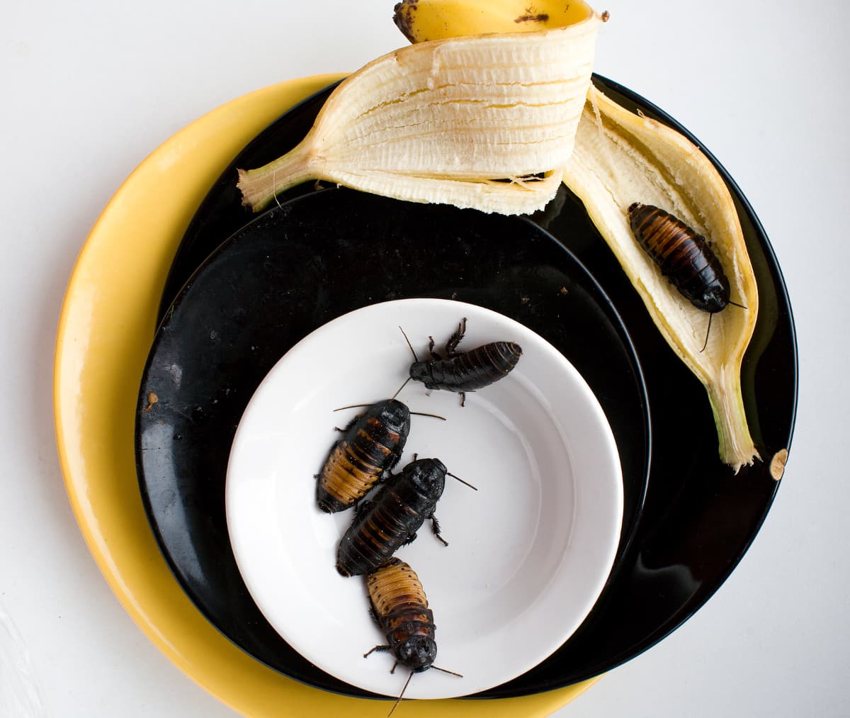 Eliminar las plagas del hogar naturalmente