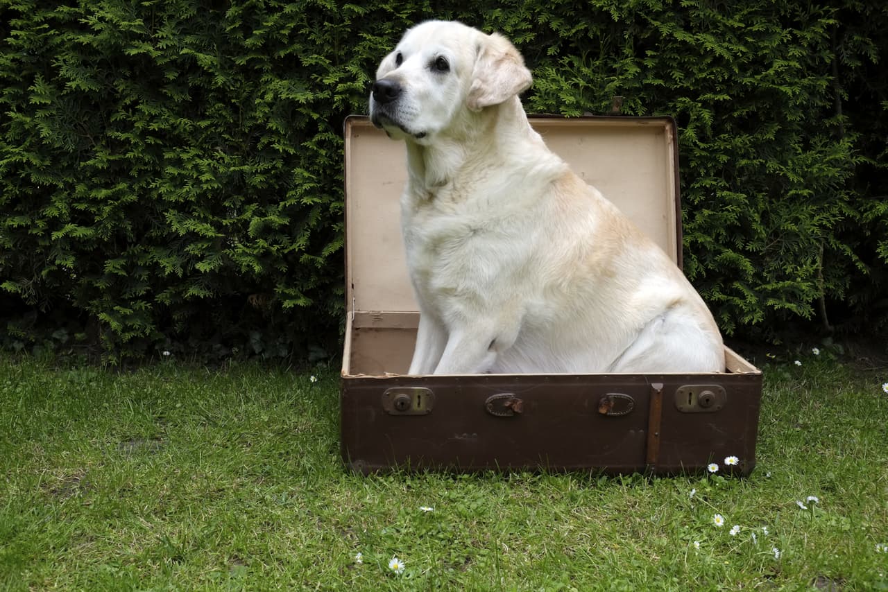 4 formas de convertir una valija en la cama de tu mascota