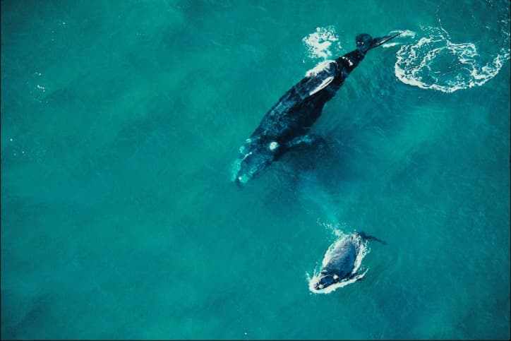 5 lugares donde podrás avistar ballenas