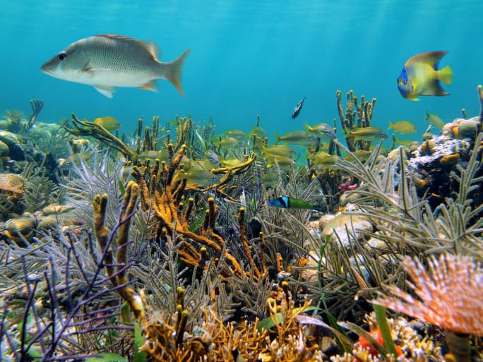 Bélice, un bello país centroamericano