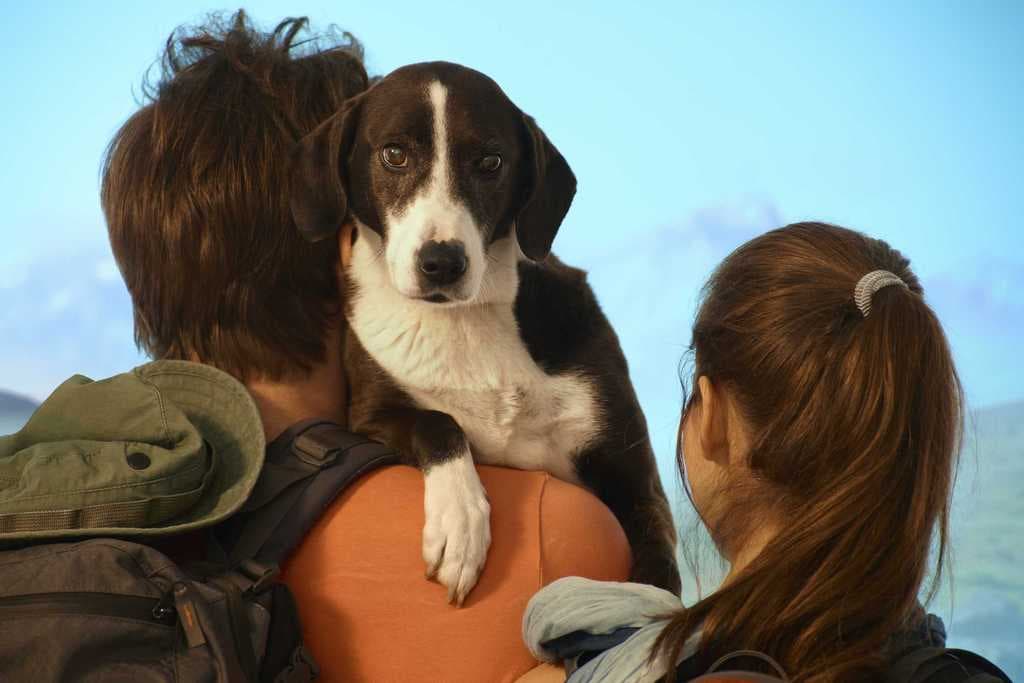 Consejos para viajar con mascotas en verano