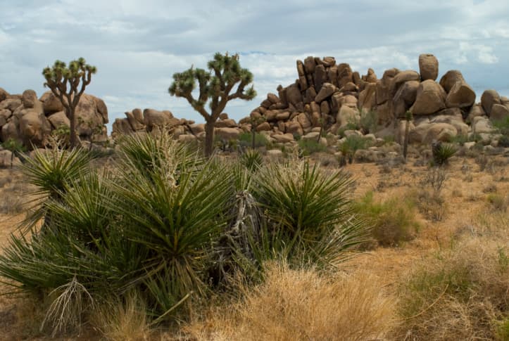 Conocer el Desierto de Mojave en EEUU