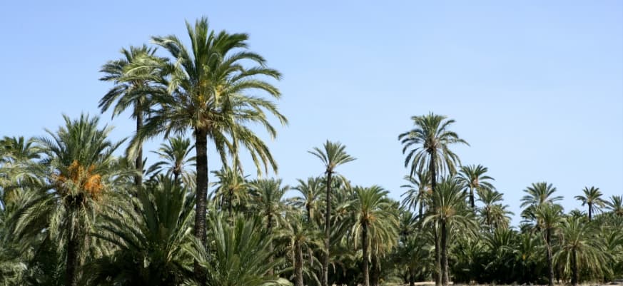 Elche: el oasis de palmeras más importante de Europa