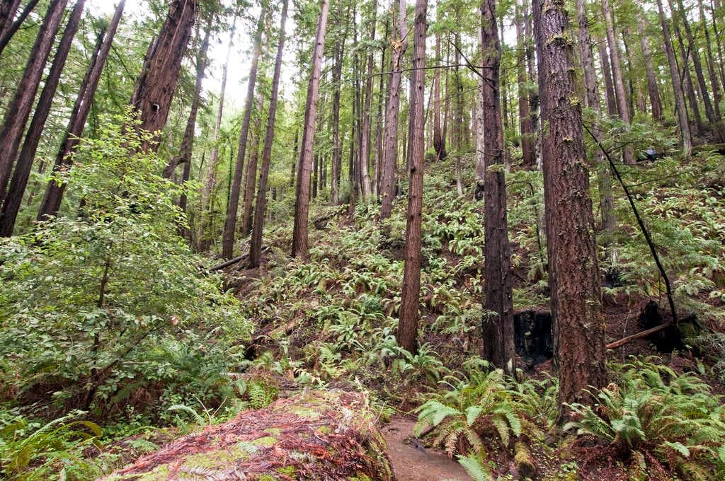Los bosques de hace 300 millones de años eran muy diferentes a los actuales: un desierto fósil es la prueba