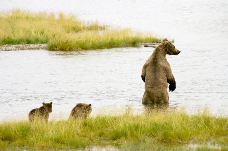 La buena vida: este oso californiano se cuela en un sauna y toma una margarita