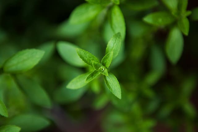 5 razones para endulzar tu vida con STEVIA