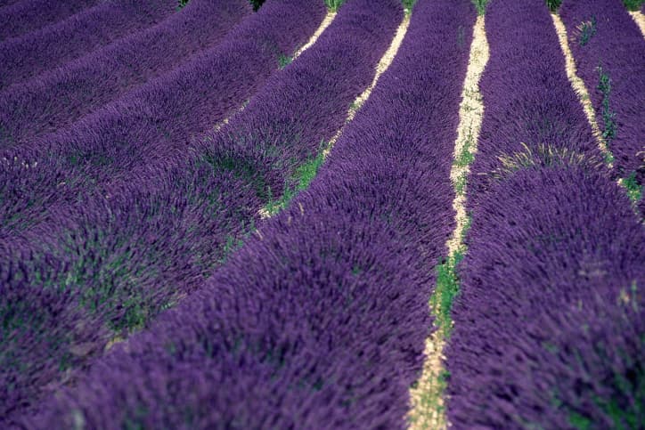 Remedios naturales para curar el asma