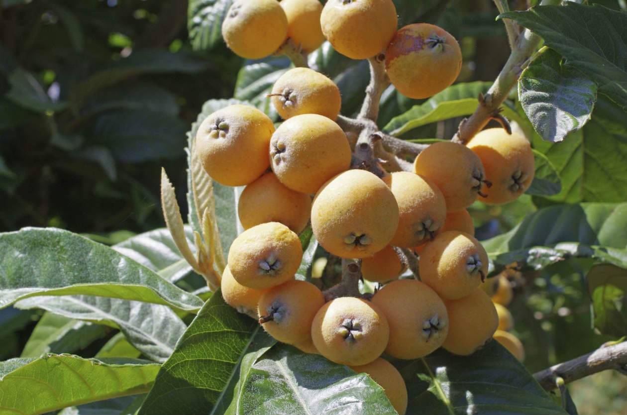 Beneficios del níspero