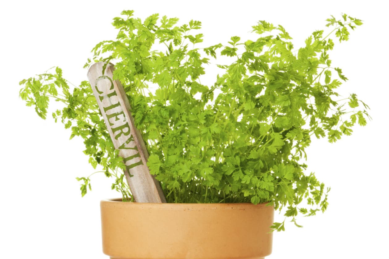 Beneficios del perifollo