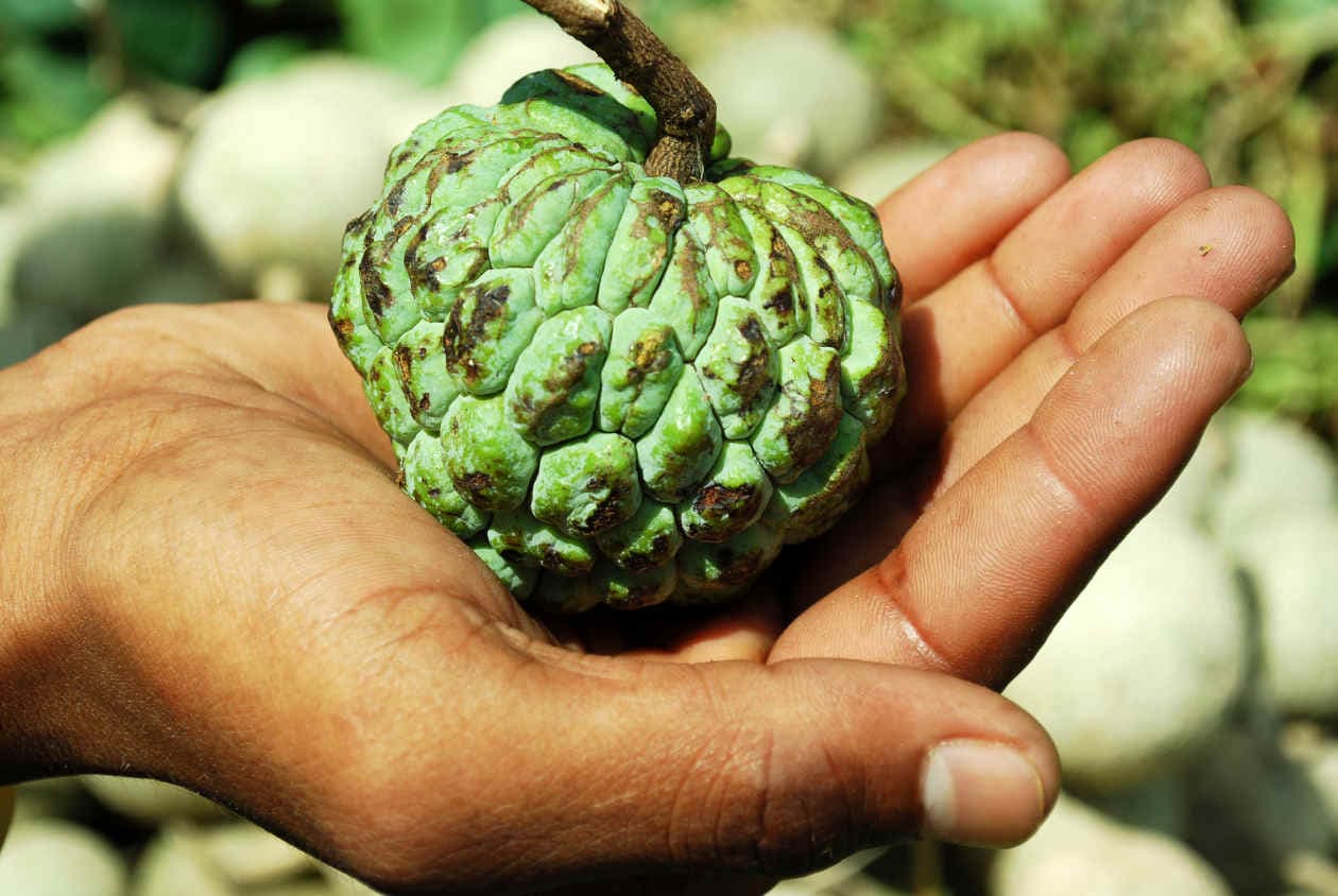 Beneficios para la salud del jugo de guanábana