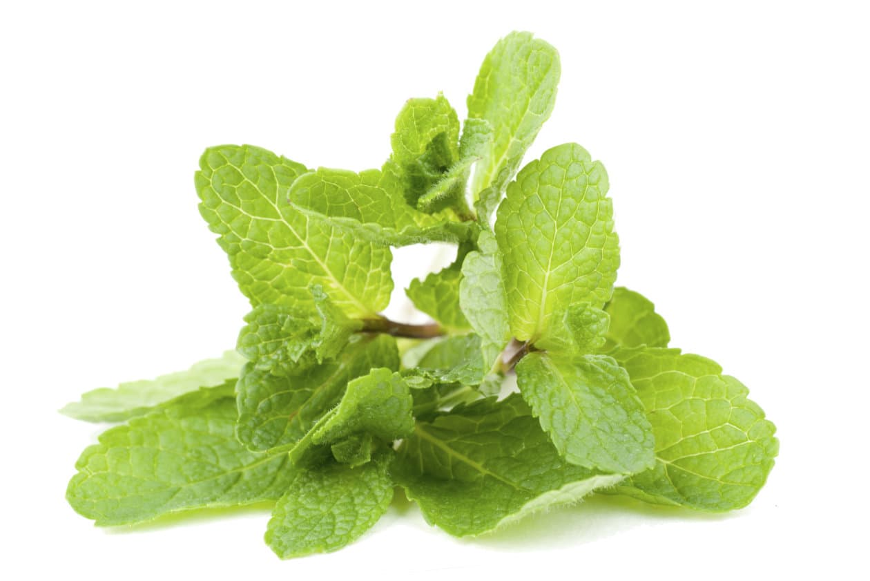 DIY: Crema para afeitar a base de menta