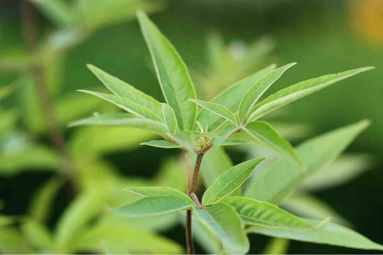 7 beneficios de los pájaros en tu jardín